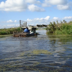 Maaiboot